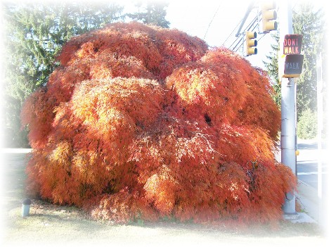 Colorful shrub "Acer palmatum dissectum viridis"