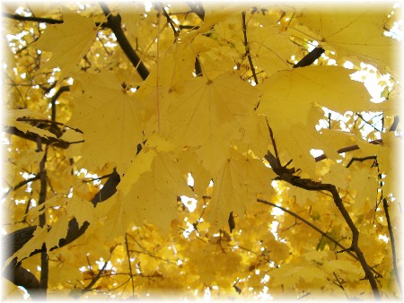 Photo of yellow maple leaves