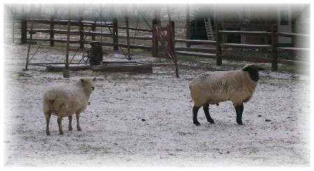 Sheep and lambs in snow