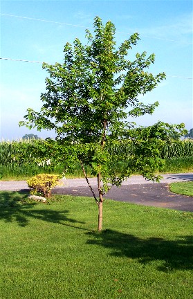 Photo of Silver maple