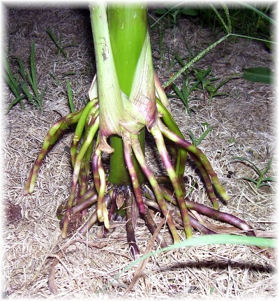 Corn root