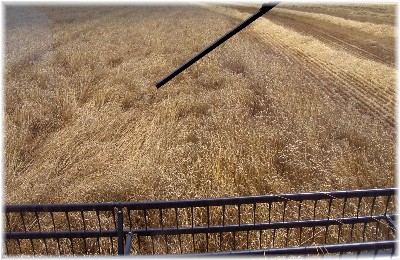 Photo of wheat harvest from combine