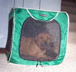 Roxie in crate