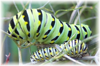 Black swallowtail butterfly caterpillar