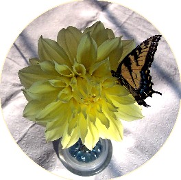 Photo of Dahlia on pin frog with butterfly