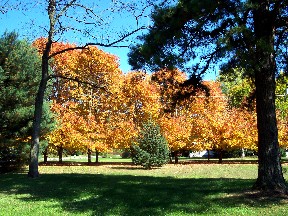 Fall foliage in Clinton County PA