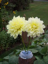 Frogpin dahlia arrangement