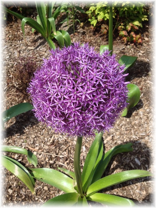 Persian onion flower on Westside bikeway 5/26/14