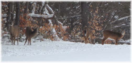 Deer in Adirondack Park 3/22/13
