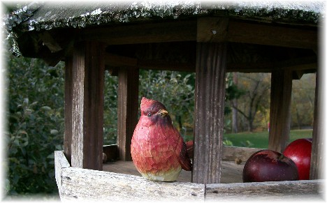 Apple Barn cardinal in Pigeon Forge TN 10/29/10