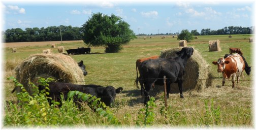 Cattle feeding near Harwood PA 7/17/13