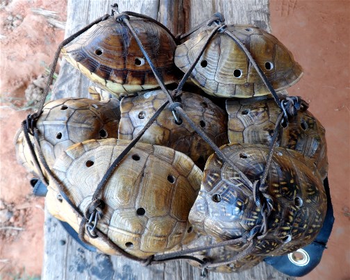 Cherokee turtle shell rattles 7/12/13