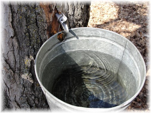 Maple tree tap for sap 3/22/13