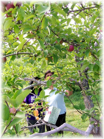 Apple picking, New Hampshire