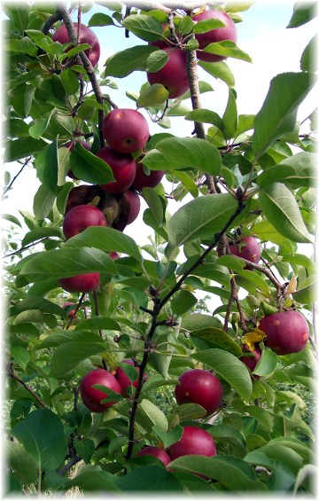Apple picking, New Hampshire