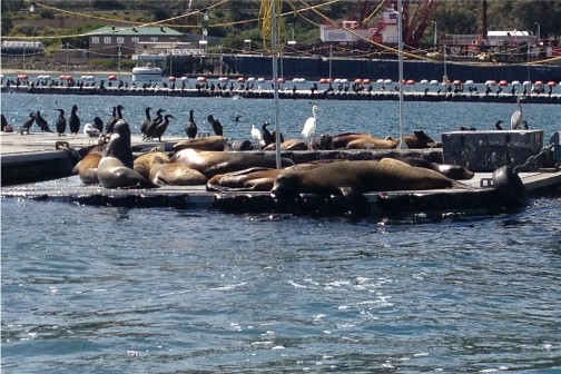 Sea Lions in San Diego