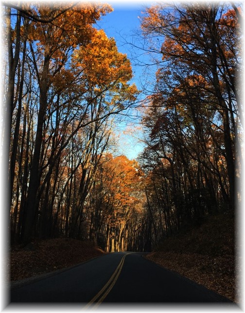 Road in Smoky Mountain National Park 11/22/16