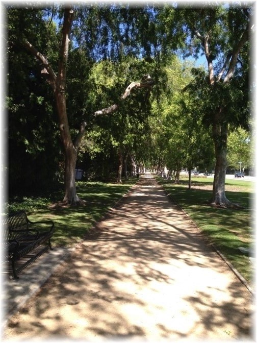 Tree-lined walkway in Beverly Hills