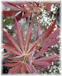 Crimson red Japanese maple leaves