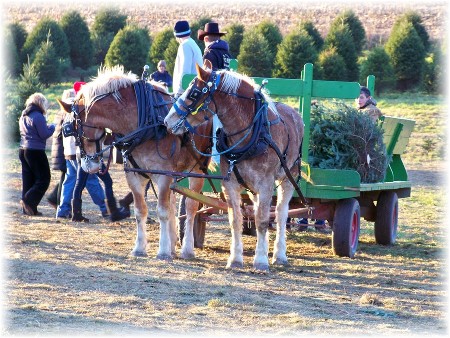 Elizabeth Farms Christmas trees, Lancaster County, PA (photo by Mike Martin)