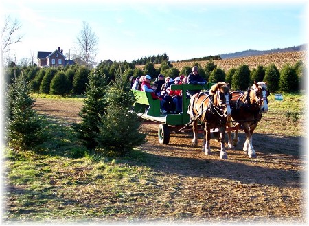 Elizabeth Farms Christmas trees, Lancaster County, PA