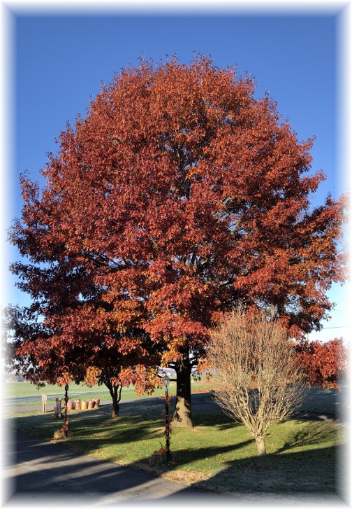 Front yard oak 11/24/17