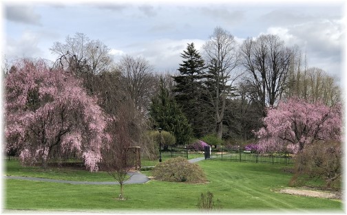 Hershey Gardens trees 4/24/18 (Click to enlarge)
