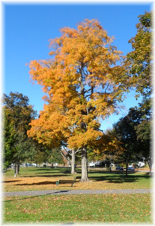 Autumn tree in Litchfield, CT (10-13-12)