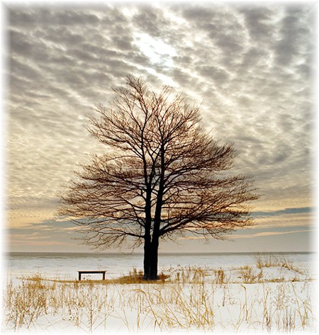 Tree in Michigan (photo by Howard Blichsfeldt)