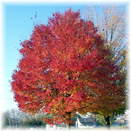 Maple in Mastersonville, PA