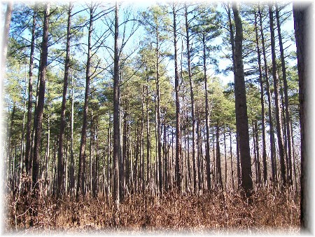 Pine stand near Greensboro NC