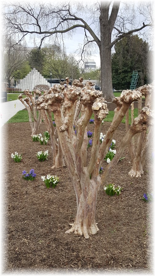 Washington pruned trees 3/25/16