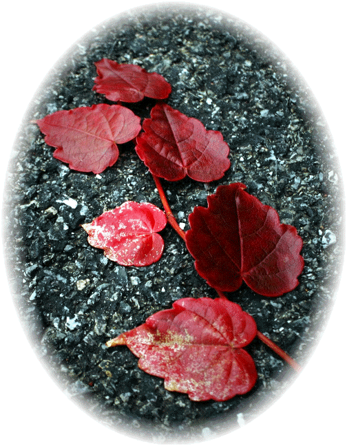 Red leaves in our driveway (Photo by Ester)