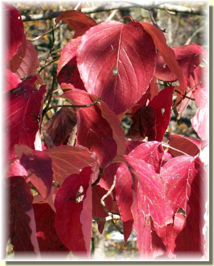 Red leaves in Smoky Mountains 10/28/10