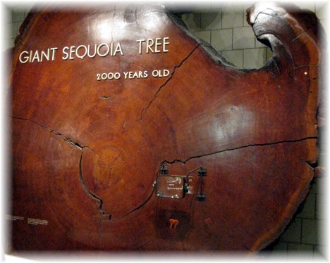 2000 year old Sequoia tree slice at Boston Museum of Science