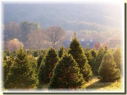 Sheerlund Forest tree farm (photo by Mike Martin)