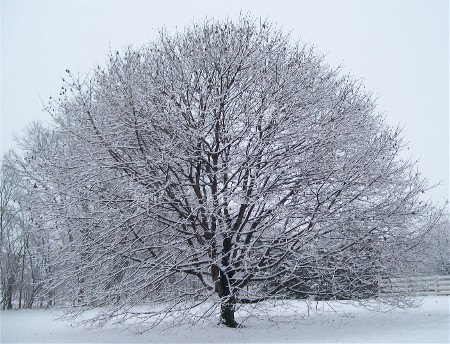 Snowy maple