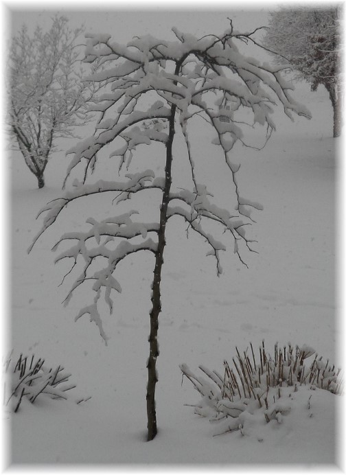 Snowy tree 2/3/14