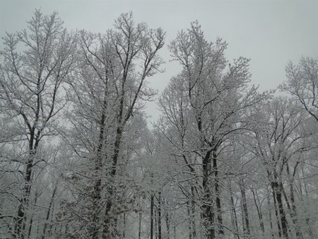 Snowy trees in Maryland 2/10