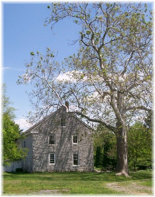 Sycamore tree with 1774 stone farmhouse