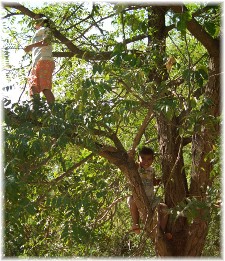 Photo of kids climbing a tree