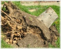 Tree stump and roots