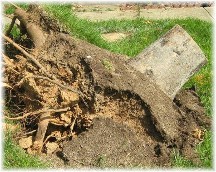 Tree stump and roots