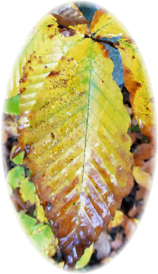 Leaf from Vermont