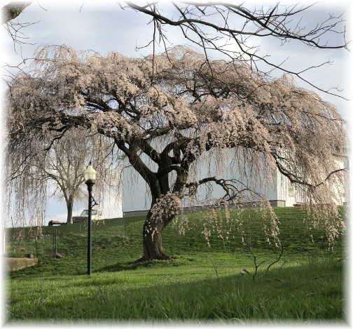 Weeping cherry tree in Lebanon County 4/24/18