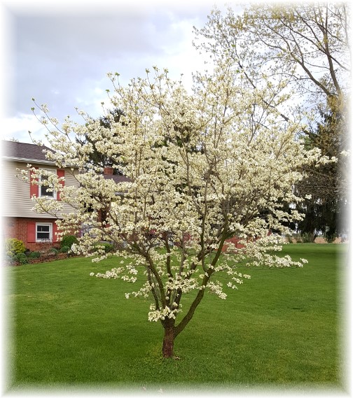 White dogwood in our front yard 4/26/16