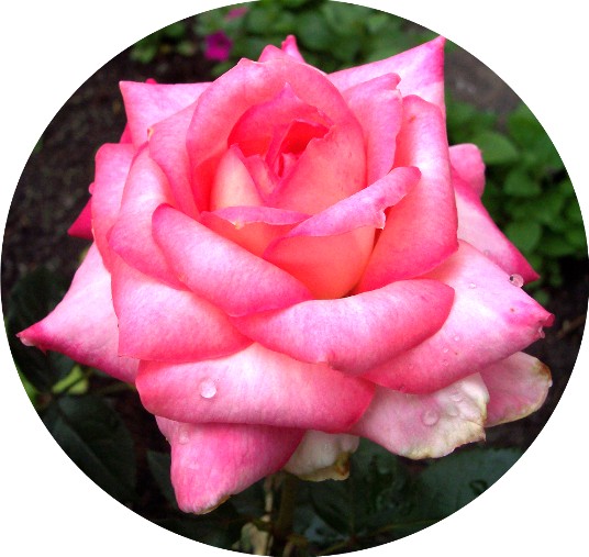 Photo of variegated pink rose