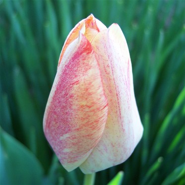 Variegated tulip (closed)