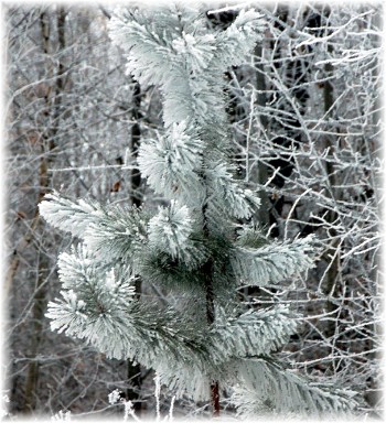 Frosty pine (photo by Doris High)