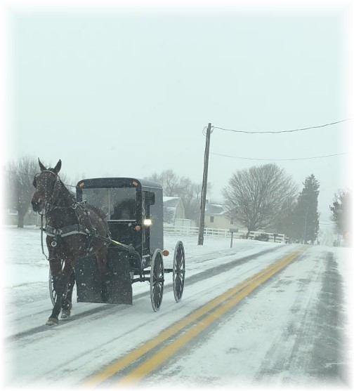 Horse and buggy in snow 1/4/18